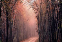 库里狂轰56分命中12记三分 勇士擒魔术取5连胜.